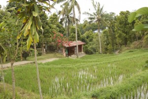 Typical house of Bali.